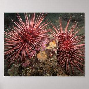Póster Par de estampados artísticos de erizos de mar rojo