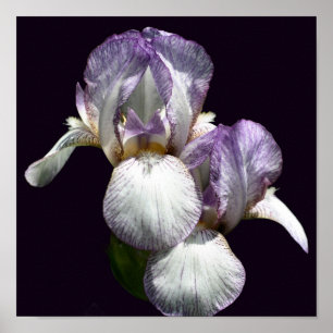 Póster Par De Flor De Iris Morado Y Blanco