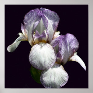 Póster Par de flores de lirio barbudo púrpura y blanco