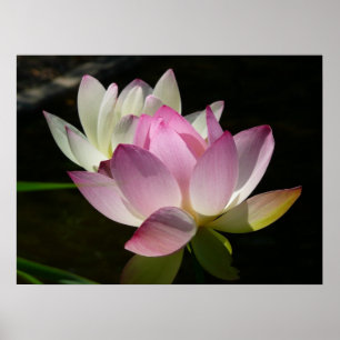 Póster Par de flores de loto II