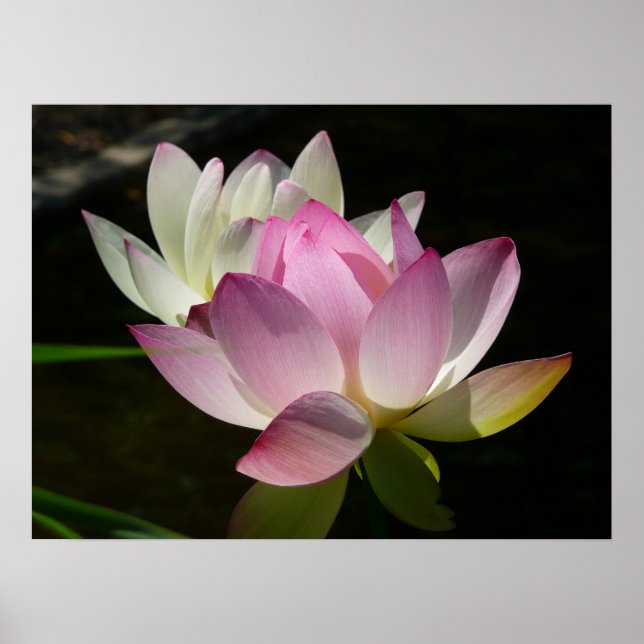 Póster Par de flores de loto II (Frente)