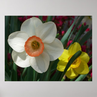 Póster Par de flores de primavera rosadas y amarillas de