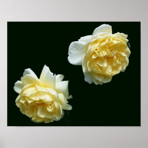 Póster Par de flores de rosa amarilla
