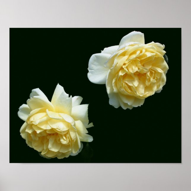Póster Par de flores de rosa amarilla (Frente)
