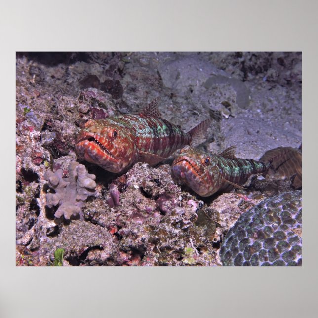 Póster Par de Lizardfish (Frente)