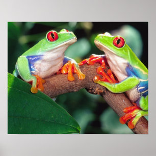 Póster Par de Ojos Rojos Treefrog, Callidryas Agalychinis