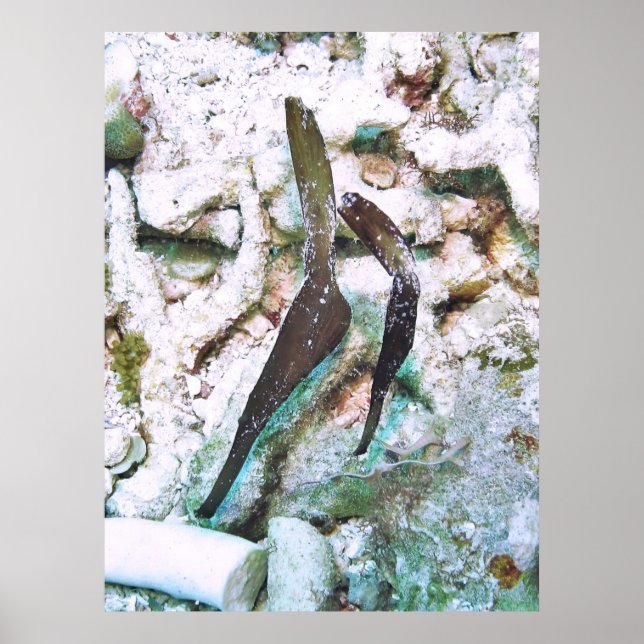 Póster Par de pipefish Ghost Leafy (Frente)