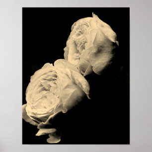 Póster Par de rosas en tinte sepia