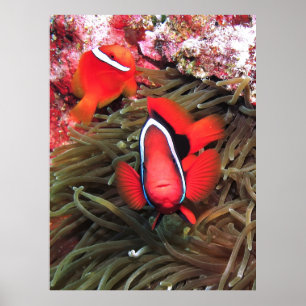Póster Par de tomates