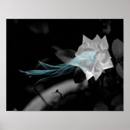 Póster Para curar un corazón roto - Foto de rosa blanca d