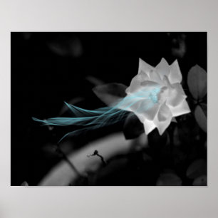 Póster Para curar un corazón roto - Foto de rosa blanca d