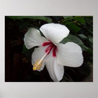 Póster Para los amantes de las flores