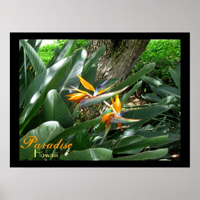 Póster Paradise Hawaii (Frente)