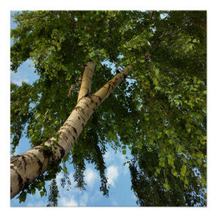 Póster paraguas de pájaro