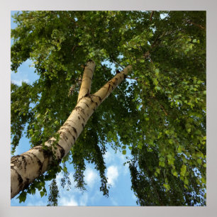 Póster paraguas de pájaro