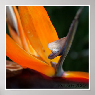 Póster Paraíso de cerca