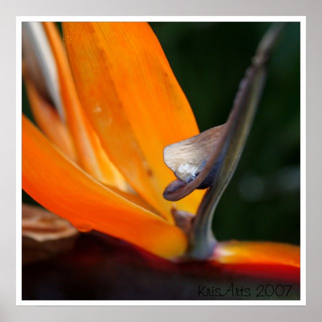 Póster Paraíso de cerca (Frente)