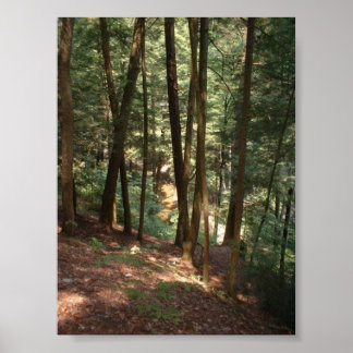 Póster Paraíso de Woodland
