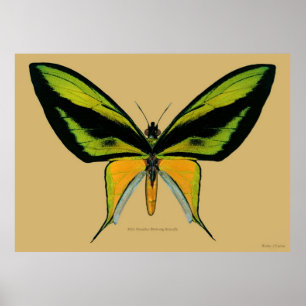Póster Paraíso masculino mariposa de aves