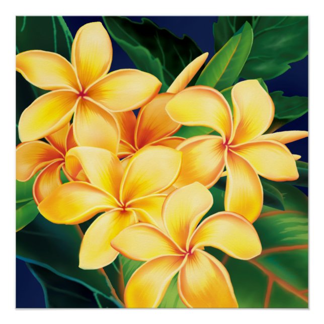 Póster Paraíso tropical Plumeria Hawái (Anverso)