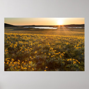 Póster Paraje de flores silvestres de Balsamroot de hoja