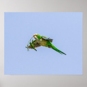 Póster Parakeet del monje 20x16 en el valle del Rio
