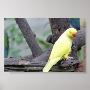 Póster Parakeet Necked del anillo amarillo de Lutino en