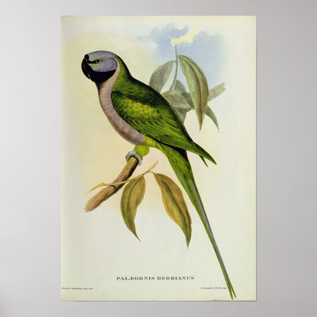 Póster Parakeet: Palaeornis Derbianus, c.1850 (Frente)