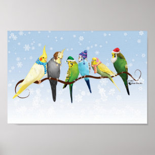 Póster Parakeets y Cockatiels del invierno
