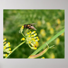 Póster Parar mosca