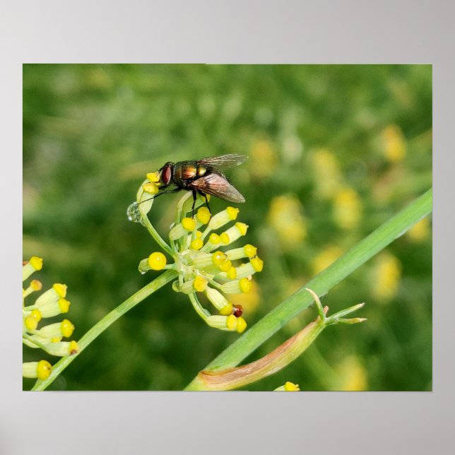 Póster Parar mosca (Frente)