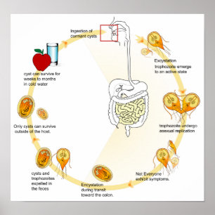 Póster Parásito del ciclo vital del Giardia del diagrama