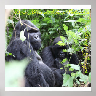 Póster Parc National des Volcans, Grupo Kwitonda