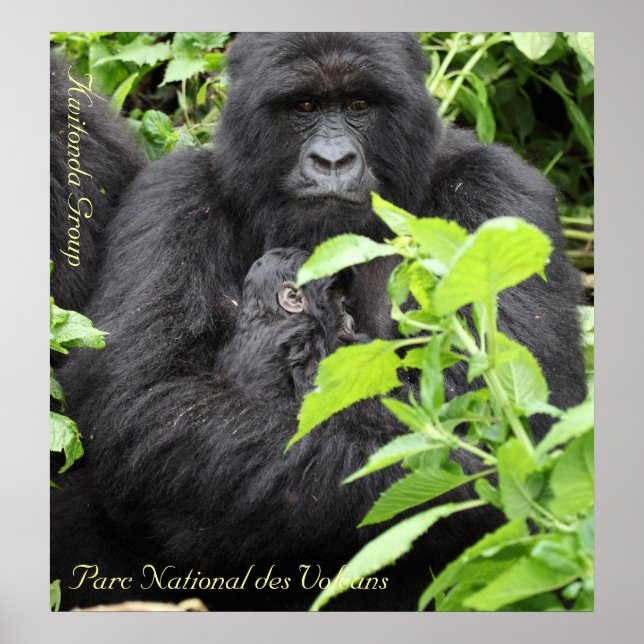 Póster Parc National des Volcans, Kwitonda G... (Frente)