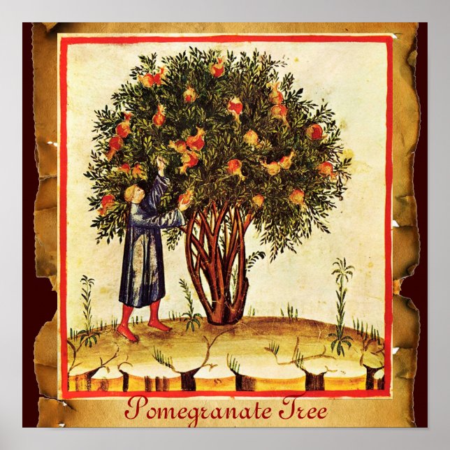 PÓSTER PARCHE ANTIGUO DE ÁRBOL POMEGRANADO (Frente)