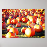 Parche de calabaza