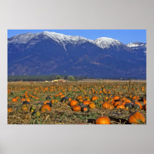Póster Parche de calabazas del Valle Flathead Montana