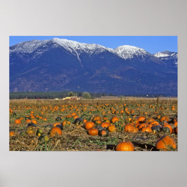 Póster Parche de calabazas del Valle Flathead Montana (Frente)