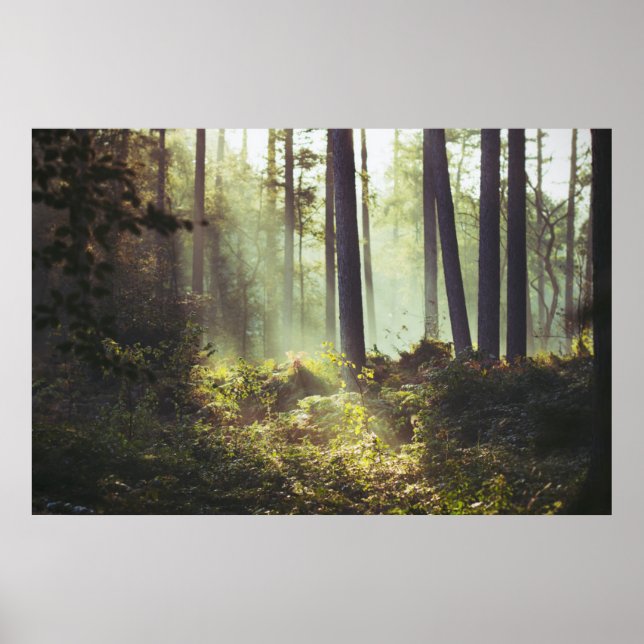 Póster Parche de cepillo en el bosque (Frente)
