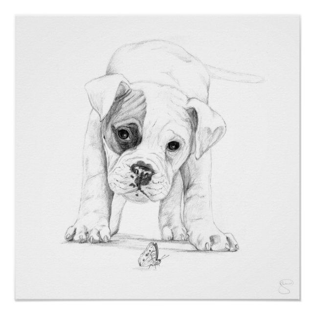 Póster Parche De Un Dibujo De Cachorro De Boxeo (Anverso)