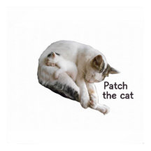 PARCHE EL GATO Y SU KITTEN