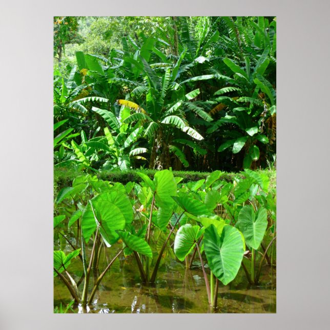 Póster Parche hawaiano Taro (Frente)