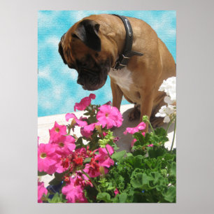 Póster Pare y huela las flores