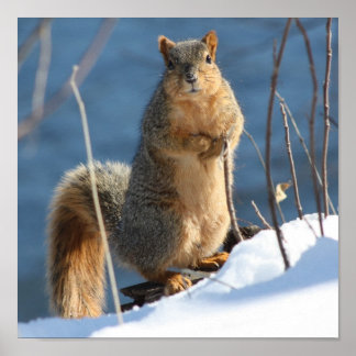 Póster ¡Parece que he perdido mis nueces!