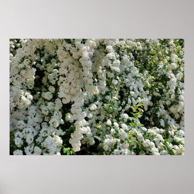 Póster pared blanca (Frente)