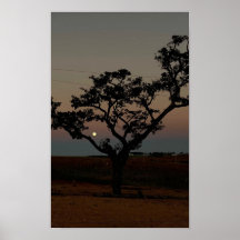 Pared de puesta de sol de árbol Fotografía de natu
