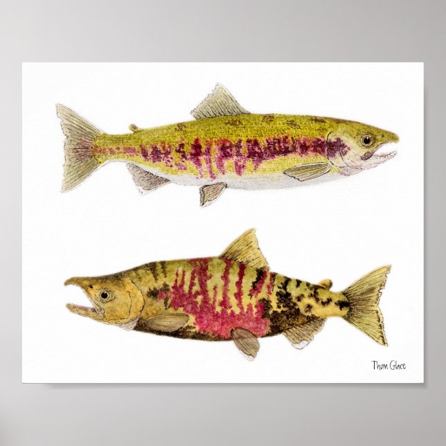 Póster Pareja amatada de Chum Salmon (Frente)
