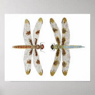 Póster Pareja apareada de 12 dragonflies con patas antide