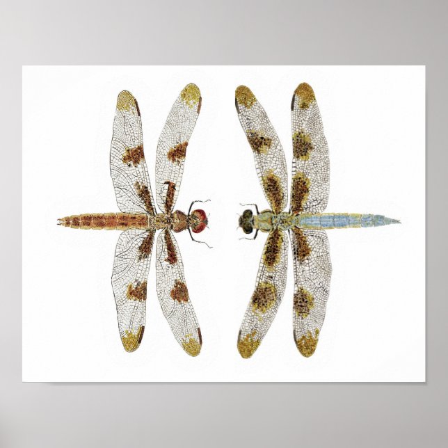 Póster Pareja apareada de 12 dragonflies con patas antide (Frente)