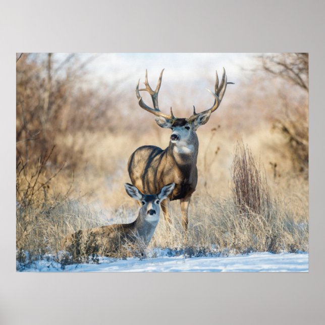 Póster Pareja Buck | Mule Deer (Frente)